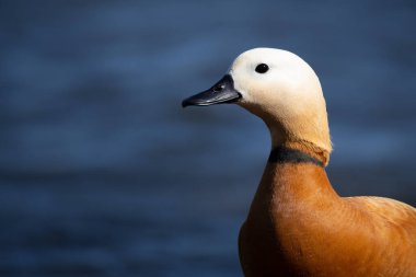 Hindistan 'da Brahminy ördeği olarak bilinen Ruddy Shelduck (Tadorna ferruginea), Anatidae familyasının bir üyesidir. Bu resmi Cavado Nehri Estuary, Fao, Esposende, Kuzey Portekiz' de çekiyorum..
