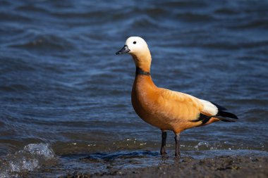 The ruddy shelduck (Tadorna ferruginea), known in India as the Brahminy duck, is a member of the family Anatidae, I take this picture in Cavado River Estuary, Fao, Esposende, North of Portugal. clipart