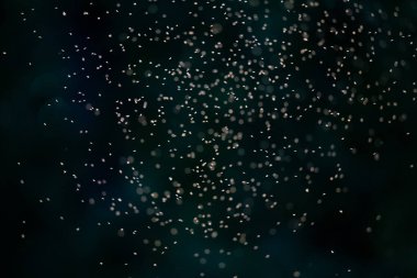 Güneş ışığına karşı koyu yeşil arkaplanı olan yoğun bir cüce sürüsü..