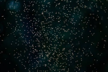 Güneş ışığına karşı koyu yeşil arkaplanı olan yoğun bir cüce sürüsü..