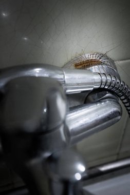 A Centipede in My Shower, a Creepy Background, Braga, Portugal. clipart