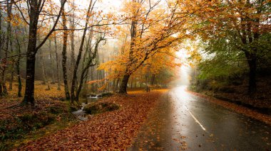 Mata da Albergaria Yolu Geres Ulusal Parkı Sonbahar sezonu, Portekiz.