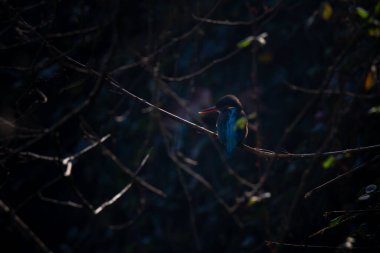 Kingfisher (Alcedo at this) ayrıca 