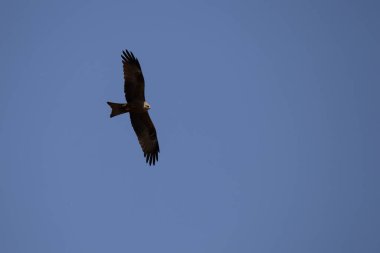 Siyah uçurtma - Milvus migrans, gün ışığında uçuyor, temiz gökyüzü, Vila Nova de Foz Coa, Portekiz.