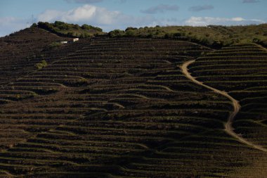 Douro Vadisi 'ndeki şarap çiftliği bağları, Vila Nova de Foz Coa, Portekiz.
