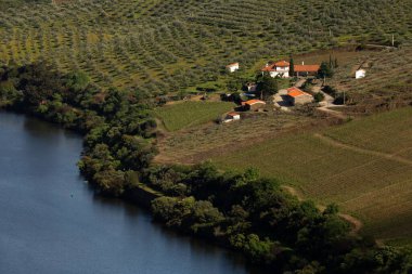 22 Nisan 2025, Douro Vadisi 'ndeki Şarap Çiftliği Üzüm Bağları, Vila Nova de Foz Coa, Portekiz.