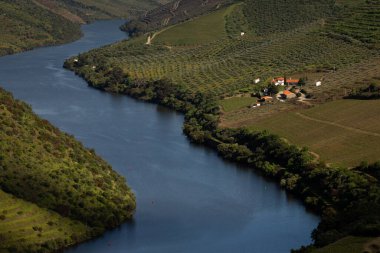 22 Nisan 2025, Douro Vadisi 'ndeki Şarap Çiftliği Üzüm Bağları, Vila Nova de Foz Coa, Portekiz.