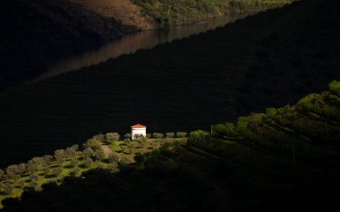 Douro Vadisi 'ndeki şarap çiftliği bağları, Vila Nova de Foz Coa, Portekiz.