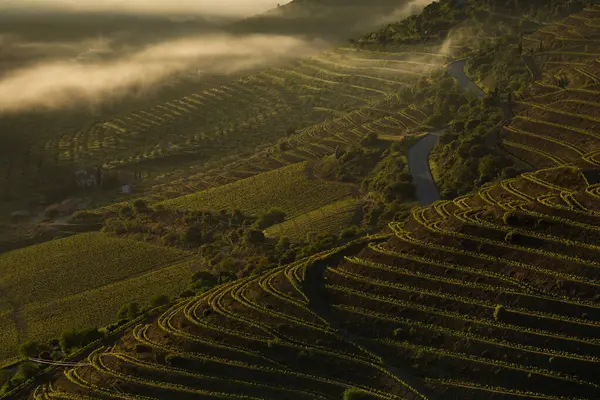 Güneşin doğuşu sırasında, Douro Vadisi 'ndeki sonsuz üzüm bağları sisli bir sabahta, Vila Nova de Foz Coa, Portekiz.