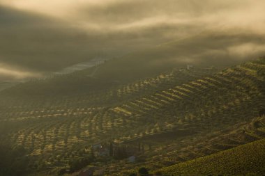 22 Nisan 2025, Douro Vadisi, Vila Nova de Foz Coa, Portekiz 'de sisli bir sabahta şarap çiftliği bağları..