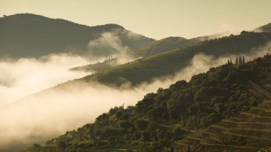 Güneşin doğuşu sırasında, Douro Vadisi 'ndeki sonsuz üzüm bağları sisli bir sabahta, Vila Nova de Foz Coa, Portekiz.