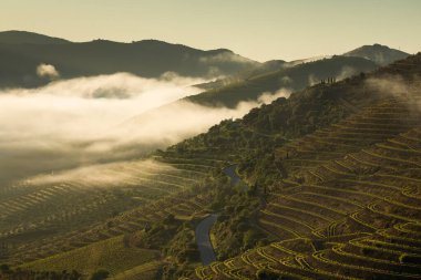 Güneşin doğuşu sırasında, Douro Vadisi 'ndeki sonsuz üzüm bağları sisli bir sabahta, Vila Nova de Foz Coa, Portekiz.