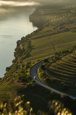22 Nisan 2025, Douro Vadisi, Vila Nova de Foz Coa, Portekiz 'de sisli bir sabahta şarap çiftliği bağları..