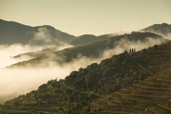 Güneşin doğuşu sırasında, Douro Vadisi 'ndeki sonsuz üzüm bağları sisli bir sabahta, Vila Nova de Foz Coa, Portekiz.