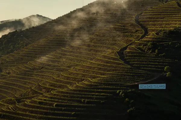 22 Nisan 2025, Douro Vadisi, Vila Nova de Foz Coa, Portekiz 'de sisli bir sabahta şarap çiftliği bağları..