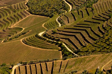 Unesco Dünya Mirası, Douro Vadisi Sao Joao da Pesqueira, Viseu, Portekiz 'deki sonsuz bağlar..