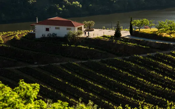 23 Nisan 2025, Douro Vadisi, Vila Nova de Foz Coa, Portekiz Şarap Çiftliği ve üzüm bağları.