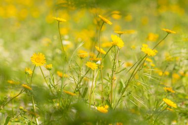 Bahar Zamanı Sarı Çiçekler, Çiçek Açan Arkaplan, Portekiz.