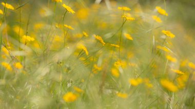 Bahar Zamanı Sarı Çiçekler, Çiçek Açan Arkaplan, Portekiz.
