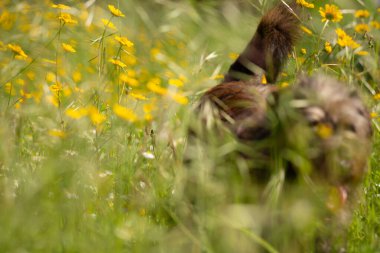 Bahar Zamanı Sarı Çiçekler, Çiçek Açan Arkaplan, Portekiz.