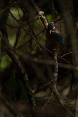 Kingfisher (Alcedo at this) mavi yaban kuşu, Esposende, Portekiz.