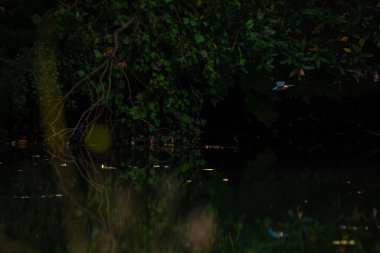 Kingfisher (Alcedo at this) mavi yaban kuşu, Esposende, Portekiz.