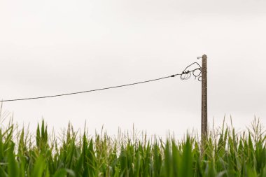 Fao, Esposende, Braga, Portekiz 'de Elektrik Direği olan Bir Mısır Tarlasının Minimalist Kırsal Sahnesi.