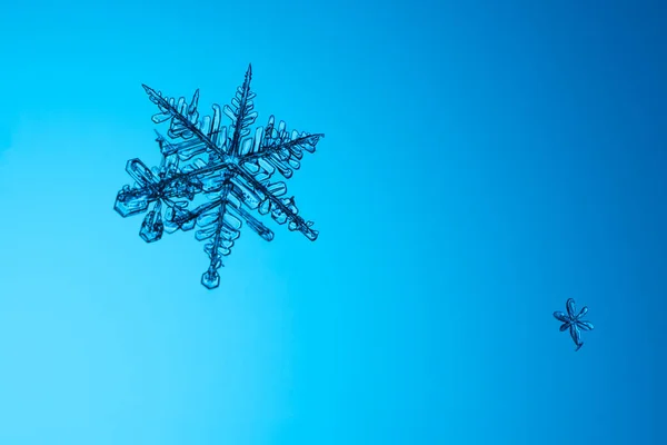Macro Fiocco Neve Naturale Sfondo Blu — Foto Stock