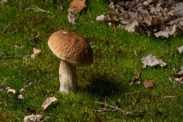 Mushrooms Cut Forest Mushroom Boletus Edilus Popular White Mushrooms Boletus — Fotografia de Stock