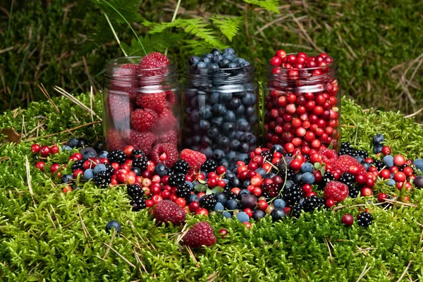 Assorted Berries Fresh Mix Colorful Arrangement Forest — Stock Photo, Image