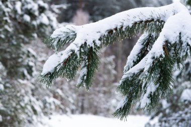 Karlı köknar dalları olan doğa kış arkaplanı. Güzel kış köknar dalları kırağı kaplamıştı. Metin için kopya alanı olan kış Noel şablonu