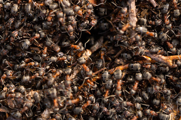 Закройте вид на крупных лесных огненных муравьев, работающих. Антхилл на лесной сцене. Ant-hill