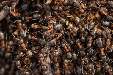 Çalışan büyük orman ateş karıncalarına yakından bakın. Orman sahnesinde Anthill. Karınca Tepesi