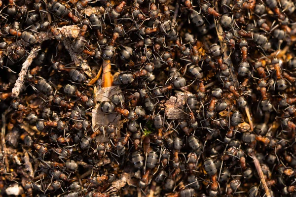 Vista Perto Para Grandes Formigas Fogo Floresta Trabalhando Formigueiro Cena — Fotografia de Stock