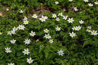Spring awakening of flowers and vegetation in the forest on background of the sunset shine, shallow depth of field
