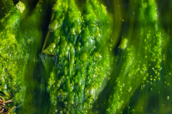 Water Pollution Blooming Blue Green Algae Cyanobacteria World Environmental Problem — Stock Photo, Image