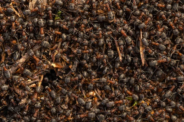 Vista Perto Para Grandes Formigas Fogo Floresta Trabalhando Formigueiro Cena — Fotografia de Stock