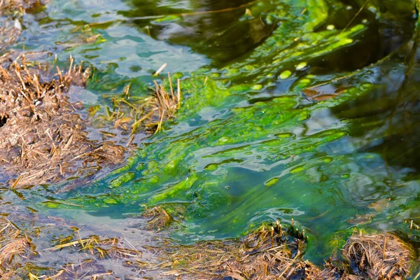蓝绿色藻类 大量繁殖造成的水污染是世界环境问题 河流和湖泊 有有害的藻华 受污染自然的生态概念 — 图库照片