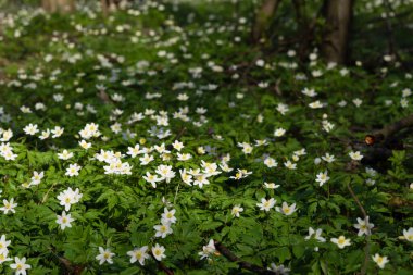 Spring awakening of flowers and vegetation in the forest on background of the sunset shine, shallow depth of field