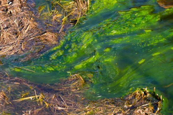 Забруднення Води Рахунок Цвітіння Блакитно Зелених Водоростей Cyanobacteria Світовою Екологічною — стокове фото