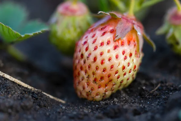 stock image Close up photo of strawberries in evening light