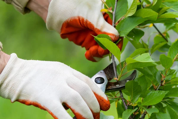 stock image Gardener pruning trees with pruning shears on nature background