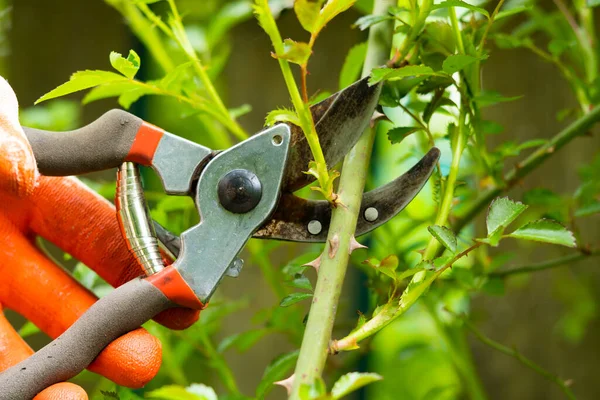 Садовник Обрезает Деревья Обрезками Природе — стоковое фото