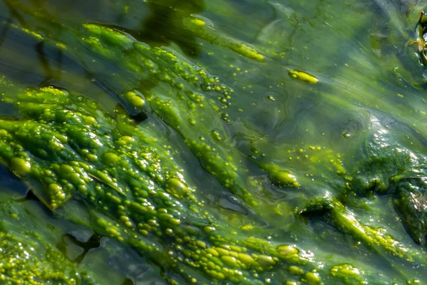 Contaminación Del Agua Por Florecimiento Algas Azul Verdes Las Cianobacterias — Foto de Stock