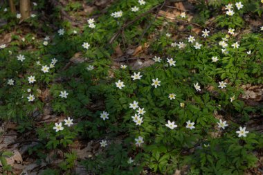 Spring awakening of flowers and vegetation in the forest on background of the sunset shine, shallow depth of field