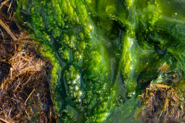 Water pollution by blooming blue-green algae - Cyanobacteria is world environmental problem. Water bodies, rivers and lakes with harmful algal blooms. Ecology concept of polluted nature