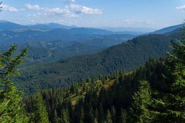 Yeşil bir dağ çayırında güneşli bir gün. Karpatlar, Ukrayna