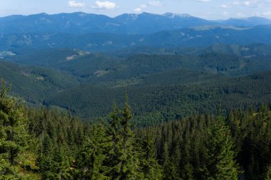 A sunny day in a green mountain meadow. The Carpathians, Ukraine clipart