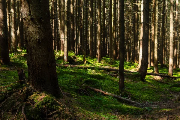 Çam ağacı ormanı, eğreltiotu ve yosun kaplı zemin, doğal atmosfer. Karpatlar, Ukrayna