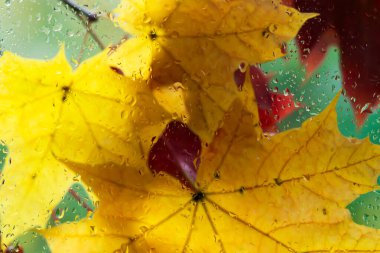 Sonbahar mevsimi arka planı - Sarı ve turuncu yapraklar yağmurlu sonbahar günlerinde yağmur damlalarından sırılsıklam olan camlardan görülebilir